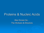 Proteins & Nucleic Acids - St. Mary Catholic Secondary School