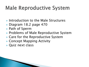 Male Reproductive System