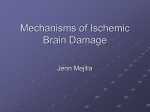 Mechanisms of Ischemic Brain Damage