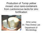 Production of empty Turnip yellow mosaic virus capsids from