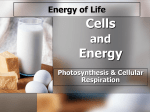 Powerpoint on Photosynthesis and Cellular Respiration