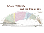 Ch 26 systematics phylogeny S