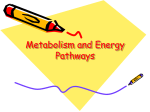 7. Metabolism