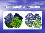 Translation & Proteins
