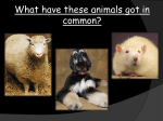 What have these animals got in common? - pams