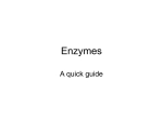 Enzyme Notes