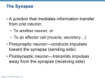 Synapses & Neurotransmitters