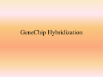 GeneChip Hybridization
