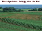 Photosynthesis