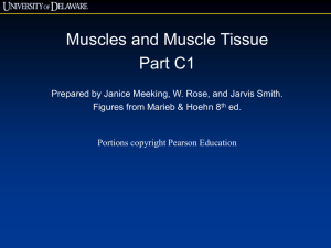 Muscle Tissue C1