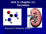 Unit XIV: Excretion