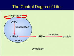 Protein Synthesis