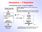 Metabolism overview - College of the Holy Cross