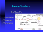 Protein Synthesis