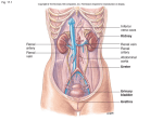 AP151 URINARY SLIDES-