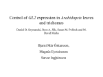 Control of GL2 expression in Arabidopsis leaves and trichomes