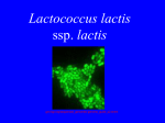 Lactococcus lactis