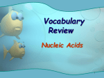 Nucleic Acid Vocabulary Review