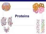 Protein Notes (Kim Foglia) - Mr. Ulrich`s Land of Biology