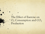Effect of Exercise on 0 2 Consumption and CO 2 Production