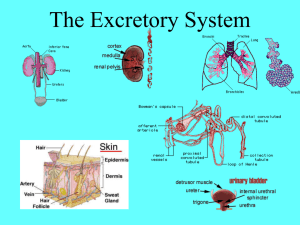 Excretory System