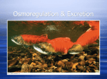 D. Excretion and osmoregulation