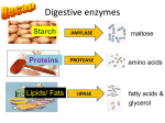 Digestive Tract