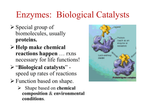 Enzymes: Biological Catalysts