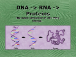 71071_Protein_synthesis