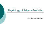Physiology of Adrenal Medulla