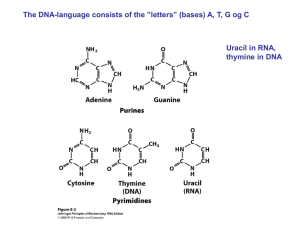 (DNA) and ribose (RNA)