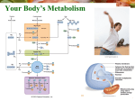 Chapter 8 Your Body`s Metabolism