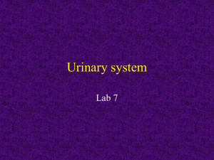 Urinary system