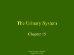 The Urinary System