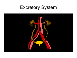 Excretory System