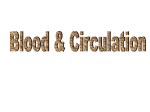 PowerPoint Presentation: Blood & Circulation