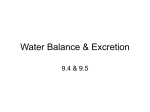 Homeostasis 2 - 9.4 9.5