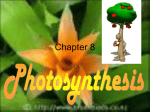 ch8photosynthesis2013