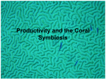 Tropical Marine Biology Productivity and the Coral Symbiosis