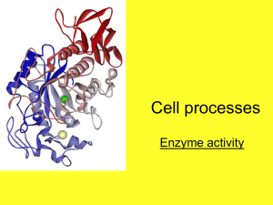 Enzymes - our Learning Areas