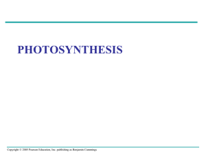 RACC BIO Photosynthesis