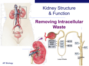 Kidney Excretion PPT Notes - Bremen High School District 228