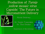 Production of Turnip yellow mosaic virus Capsids: The Future in