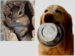 10 - Animal Nutrition & Digestion Sum13