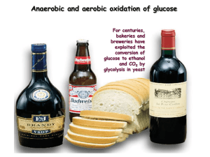Anaerobic and aerobic oxidation of glucose