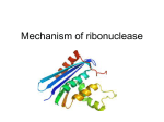 Mechanism of ribonuclease