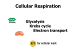 Cellular Respiration