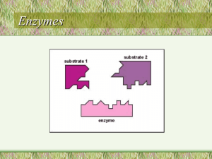 Digestion 3 – Enzymes {PowerPoint}