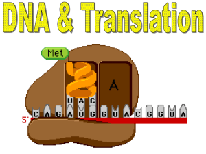 DNA and Translation Gene