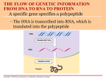 Transcription & Translation